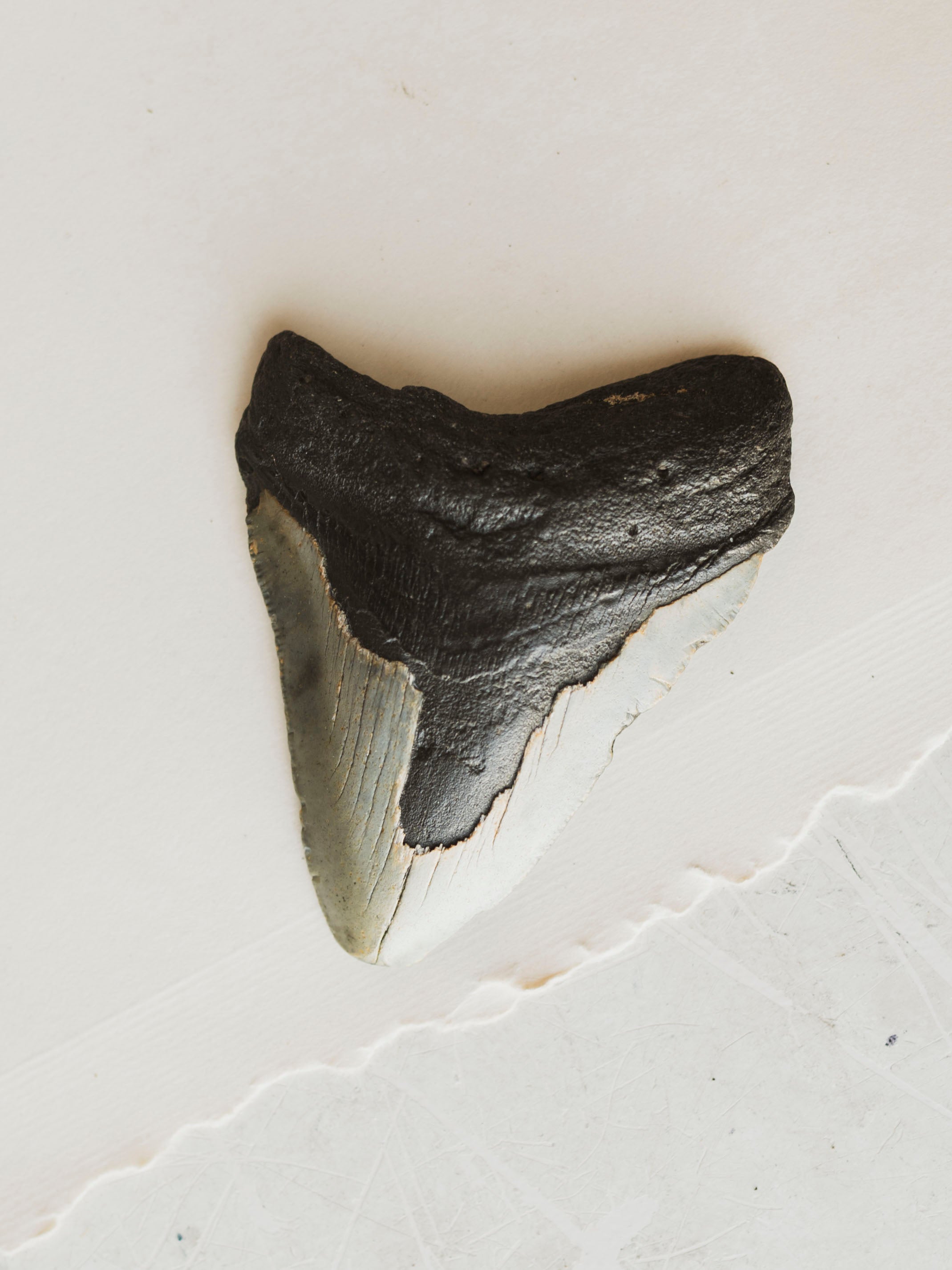 3-3.875" Grade B Fossilized Megalodon Tooth, RM3200