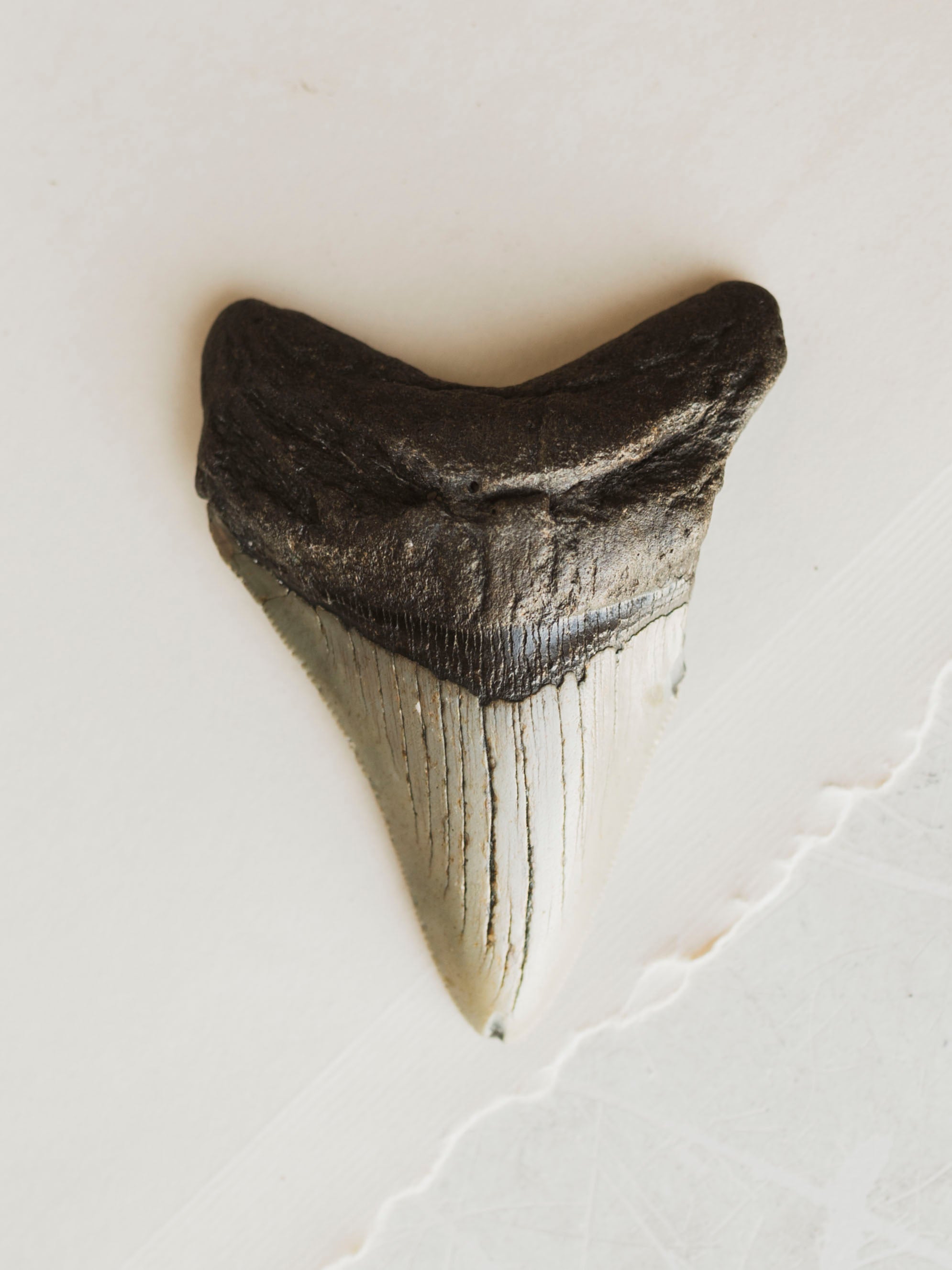 3-3.875" Grade B Fossilized Megalodon Tooth, RM3200