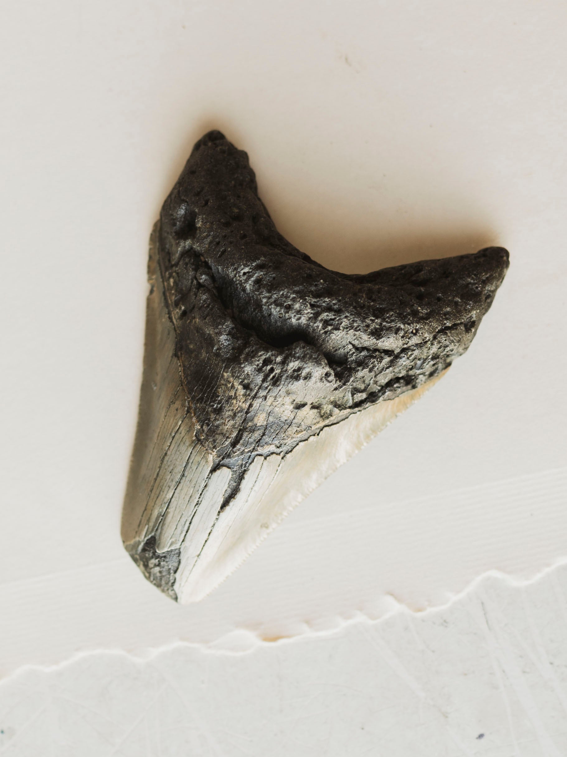 3-3.875" Grade B Fossilized Megalodon Tooth, RM3200