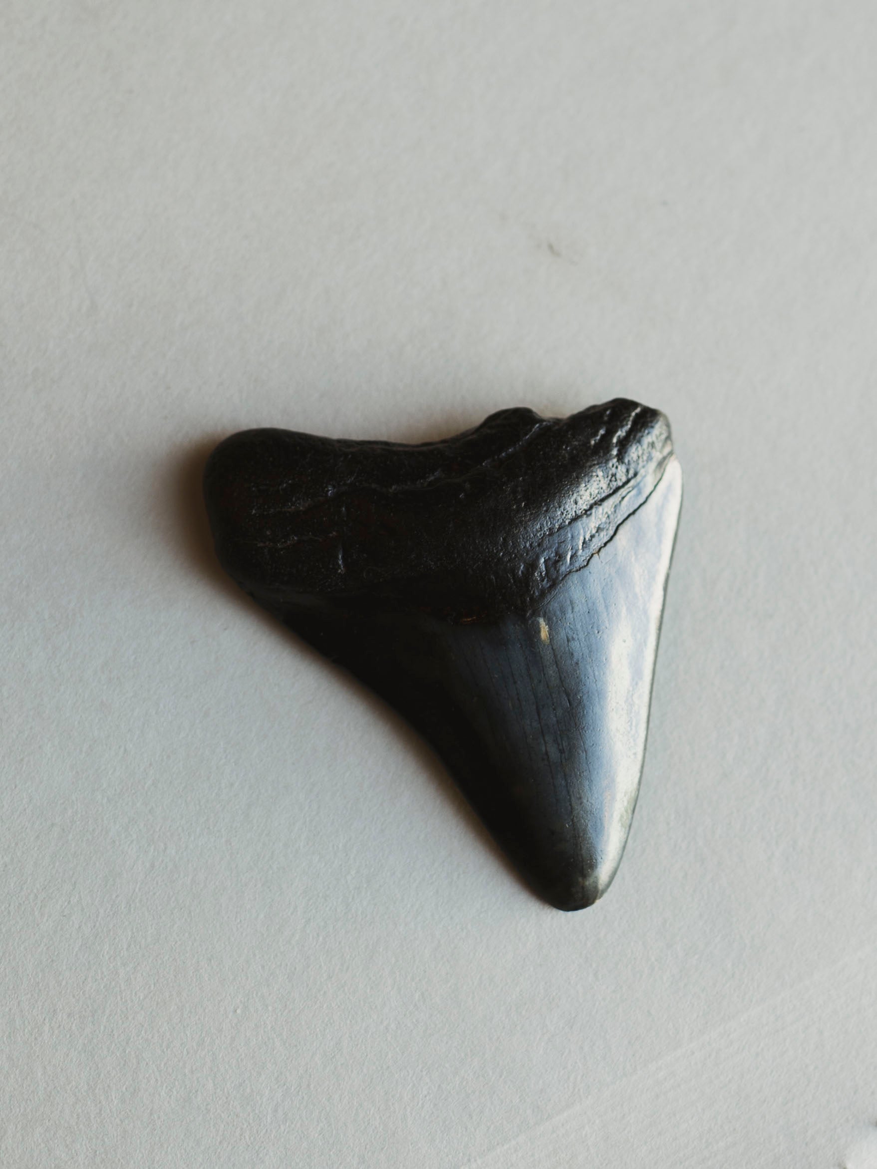 2.25-2.875" Grade B Fossilized Megalodon Tooth, RM3224