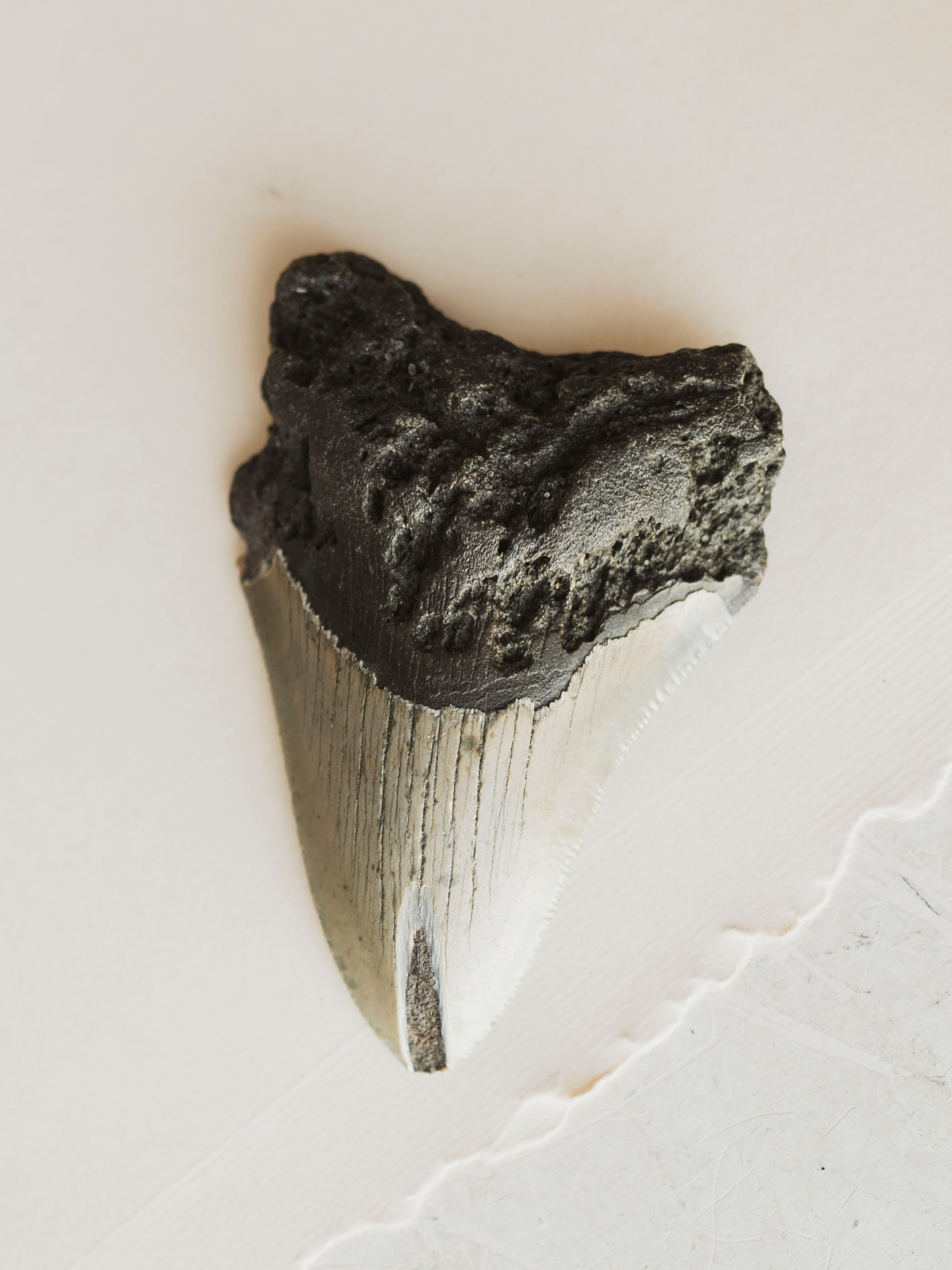 3-3.875" Grade B Fossilized Megalodon Tooth, RM3200