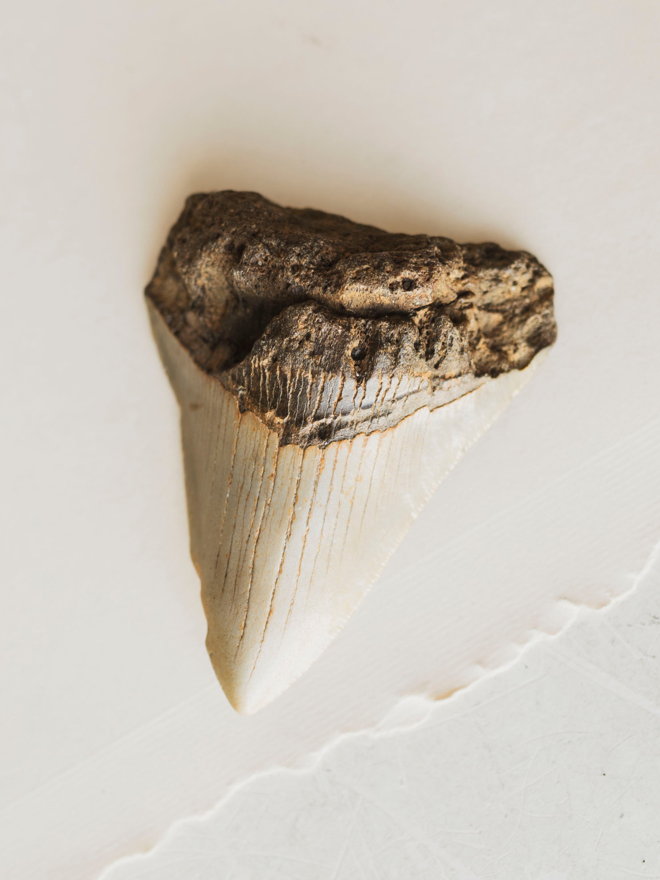 3-3.875" Grade B Fossilized Megalodon Tooth, RM3200