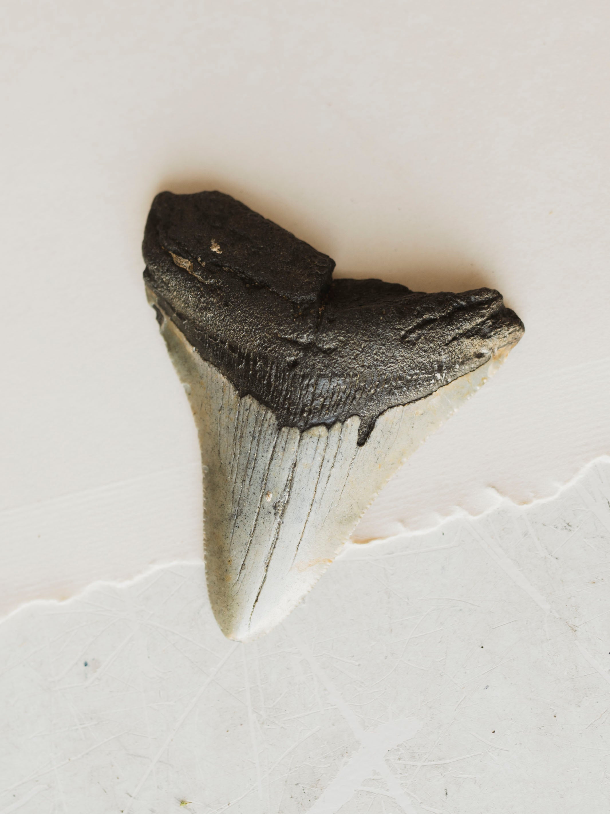 3-3.875" Grade B Fossilized Megalodon Tooth, RM3200