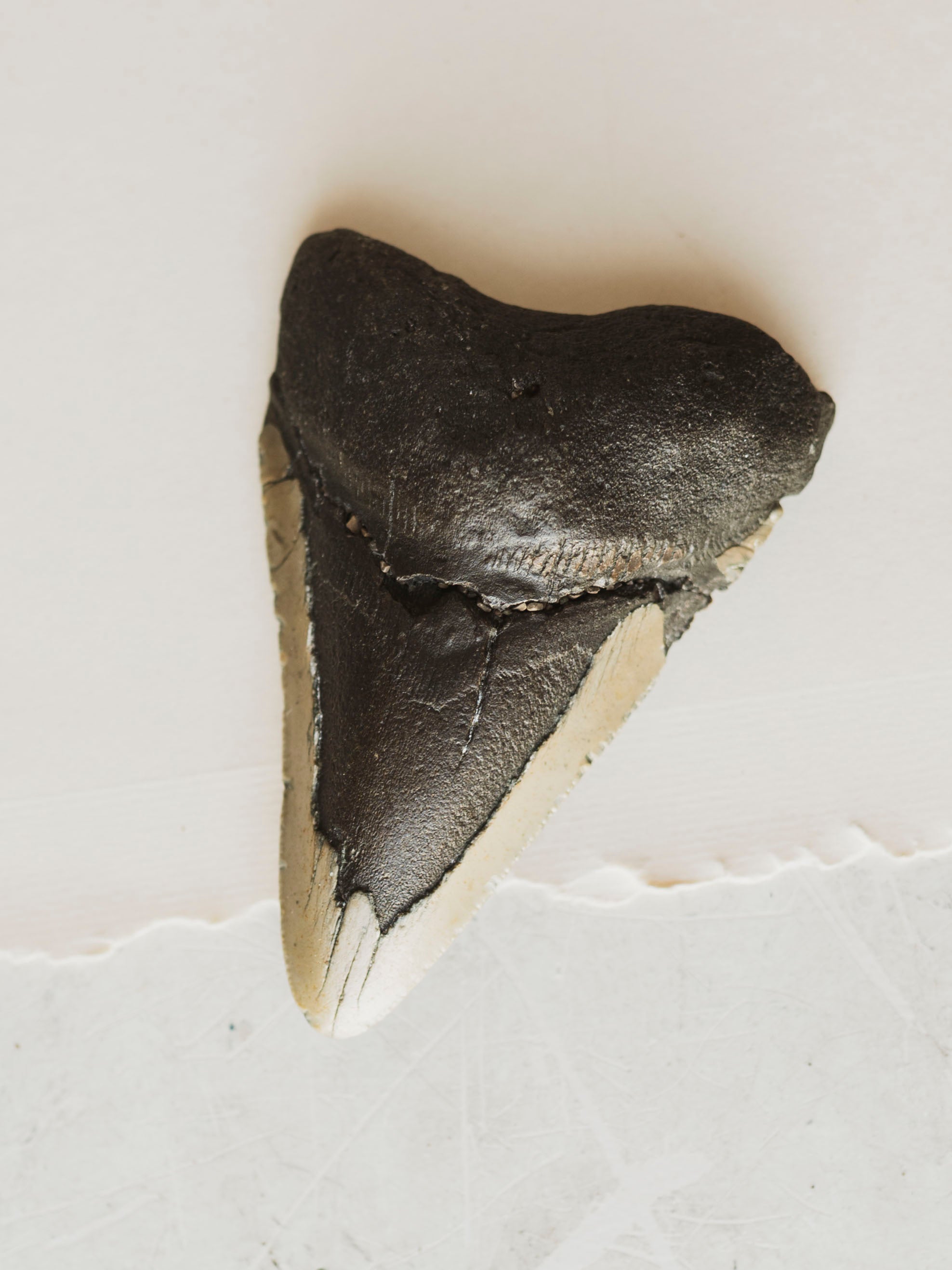 3-3.875" Grade B Fossilized Megalodon Tooth, RM3200