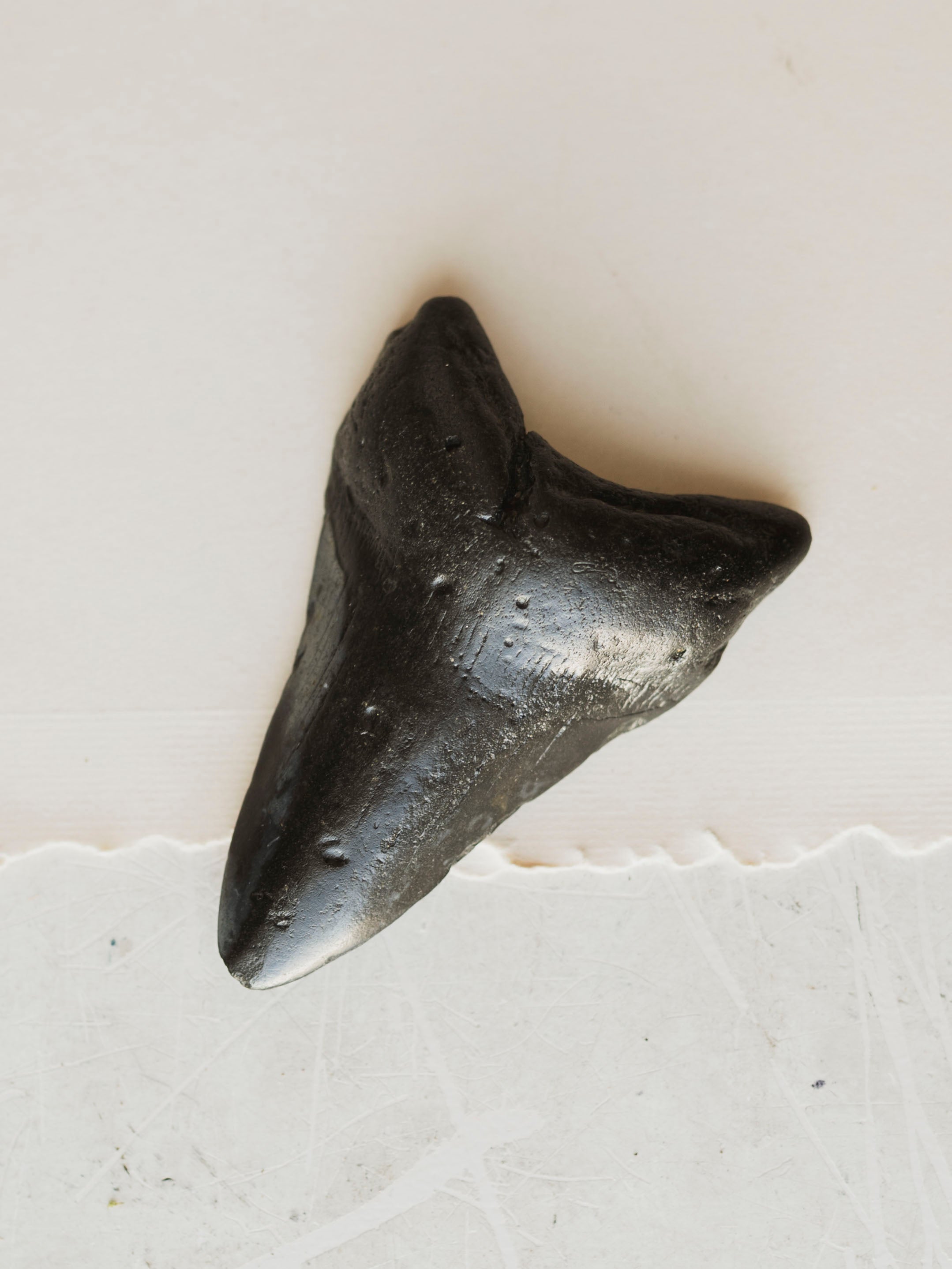 3-3.875" Grade B Fossilized Megalodon Tooth, RM3200