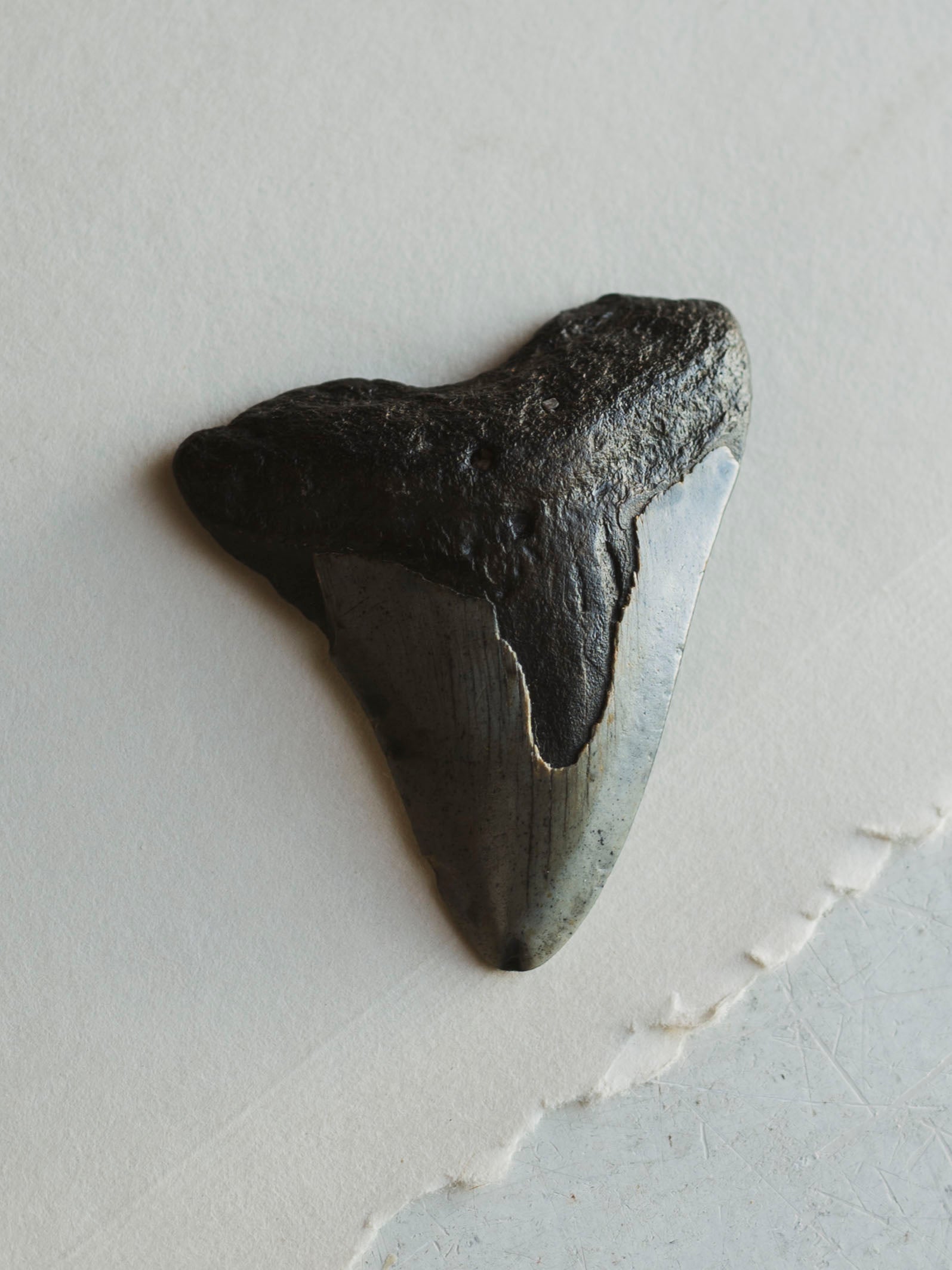 2.25-2.875" Grade B Fossilized Megalodon Tooth, RM3224