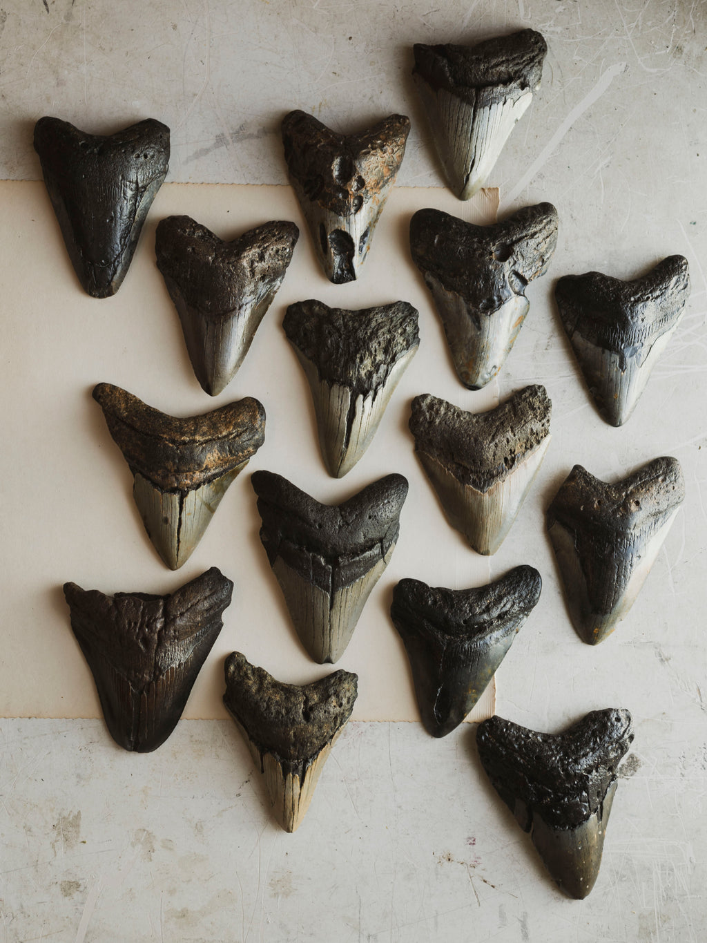 4-4.75" Grade B Fossilized Megalodon Tooth, RM2527