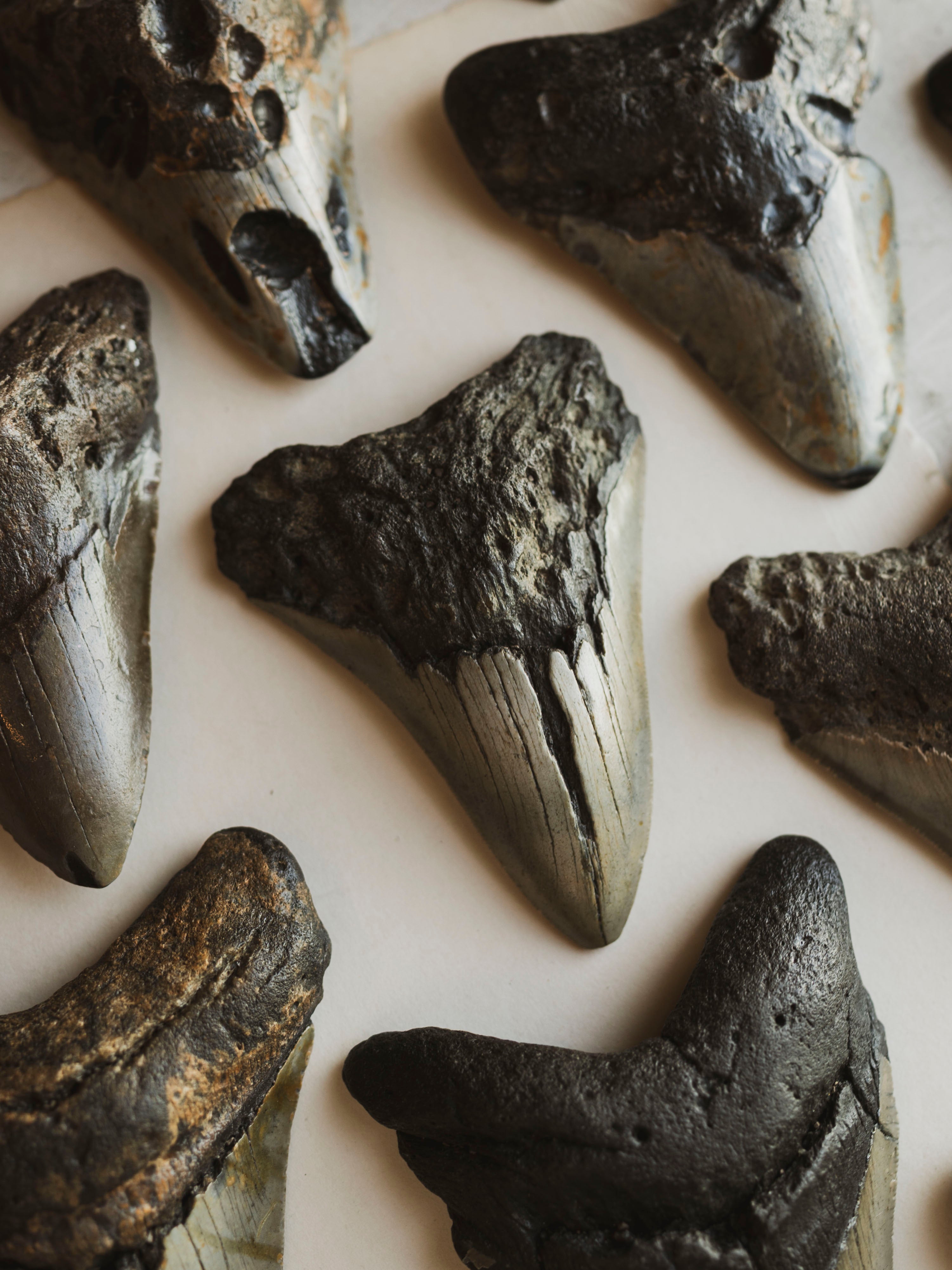 4-4.75" Grade B Fossilized Megalodon Tooth, RM2527