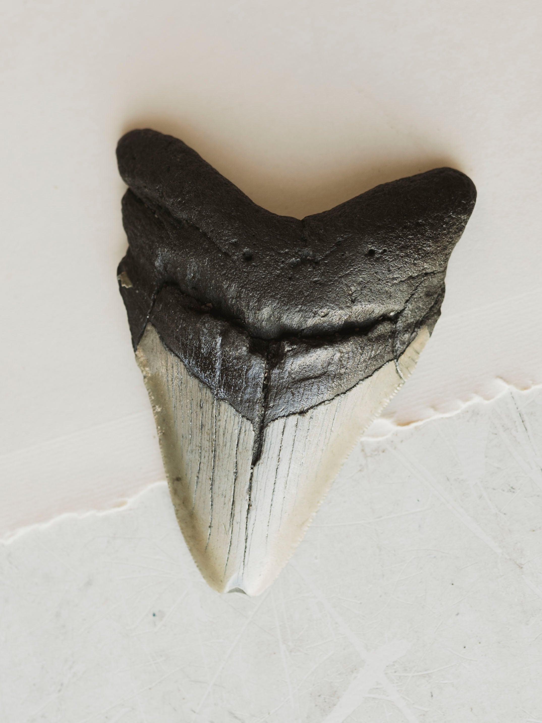 4-4.75" Grade B Fossilized Megalodon Tooth, RM2527