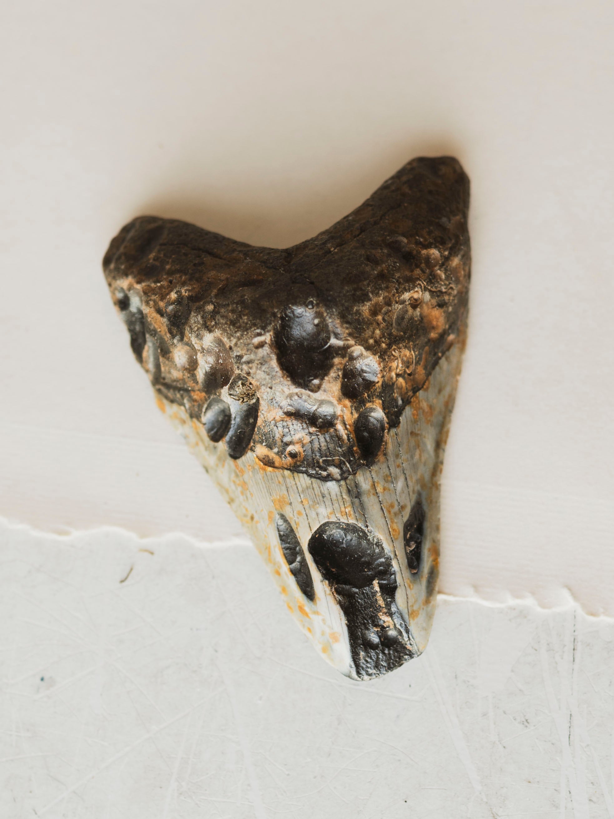 4-4.75" Grade B Fossilized Megalodon Tooth, RM2527