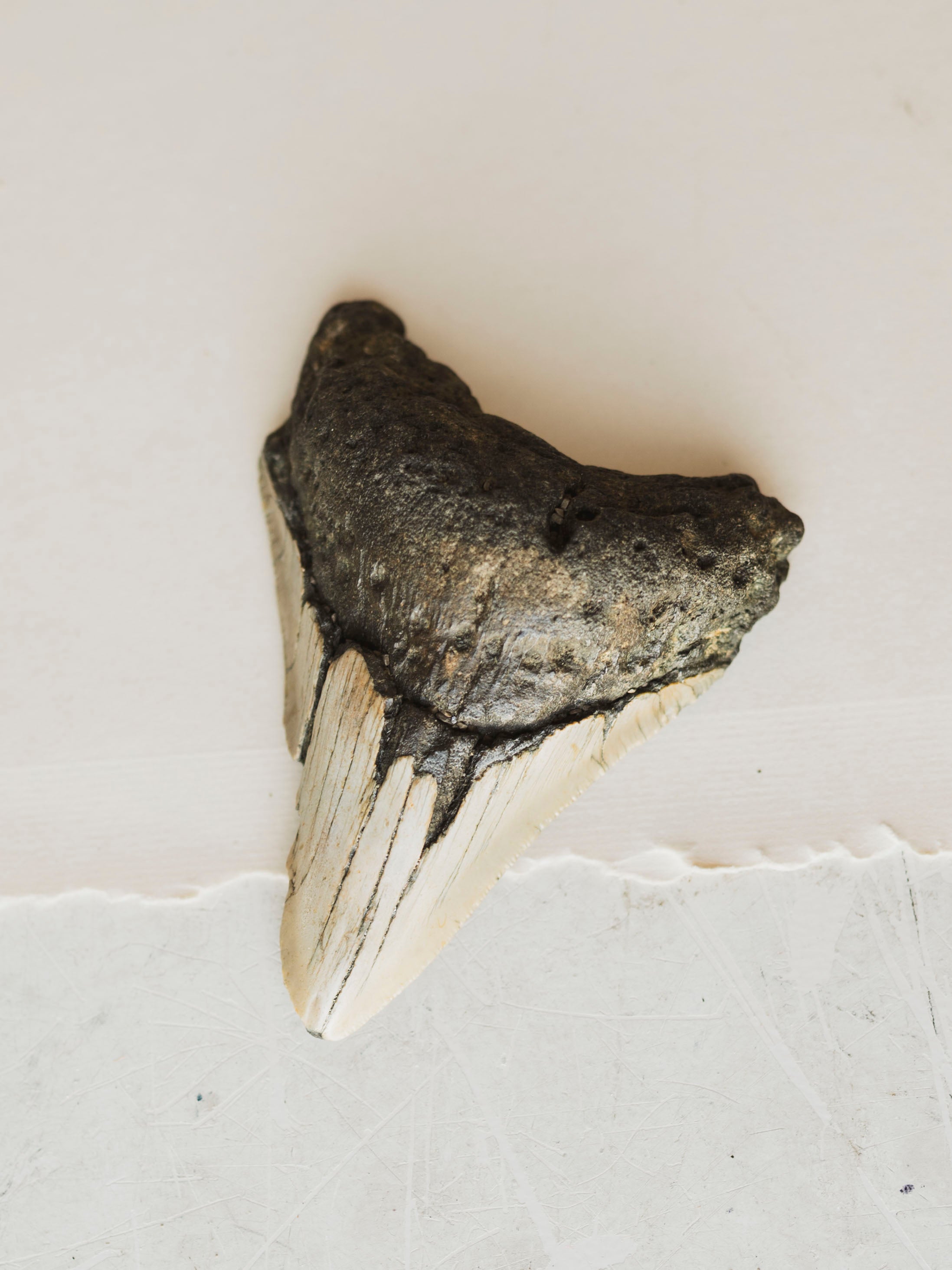4-4.75" Grade B Fossilized Megalodon Tooth, RM2527
