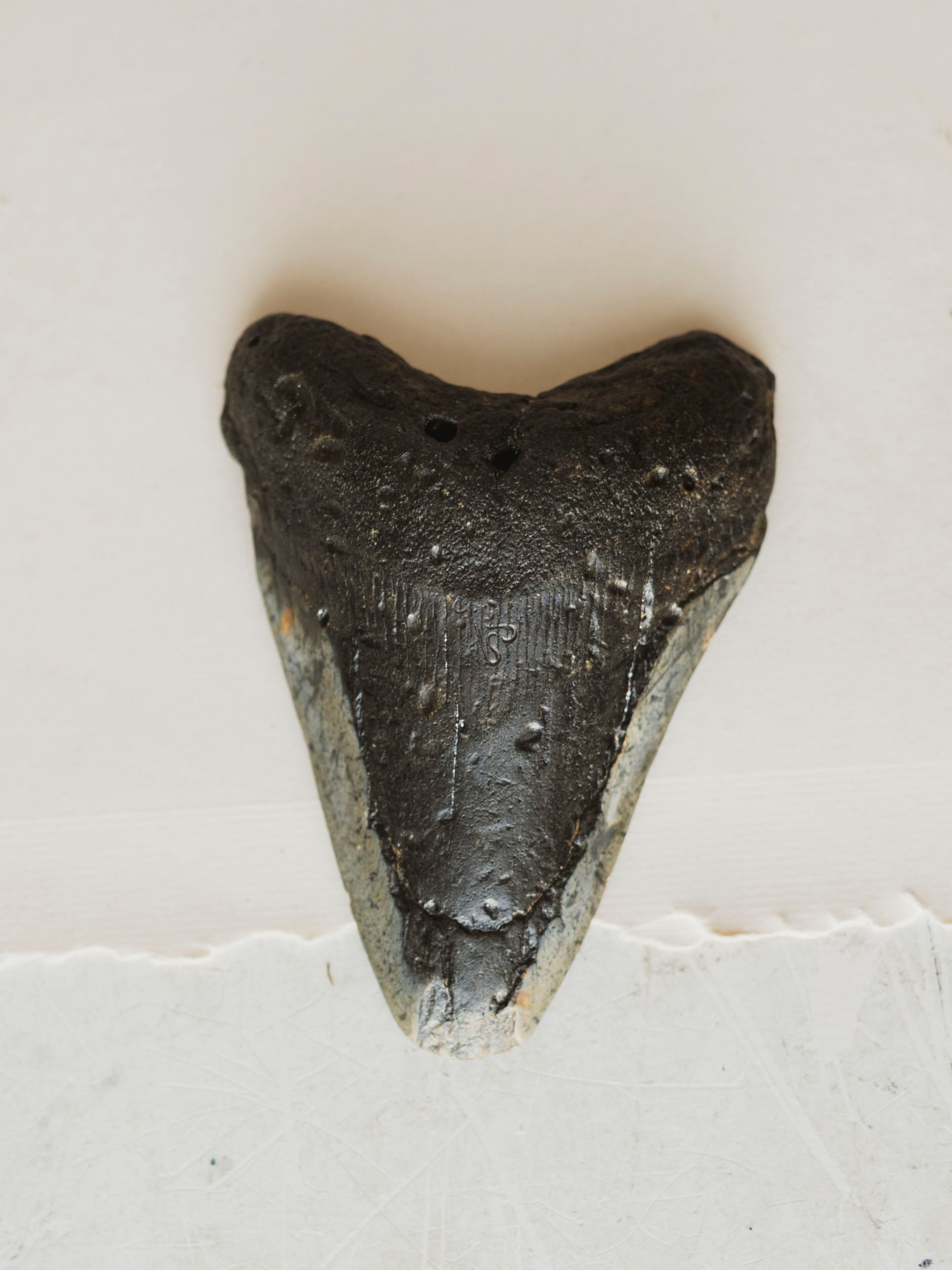 4-4.75" Grade B Fossilized Megalodon Tooth, RM2527