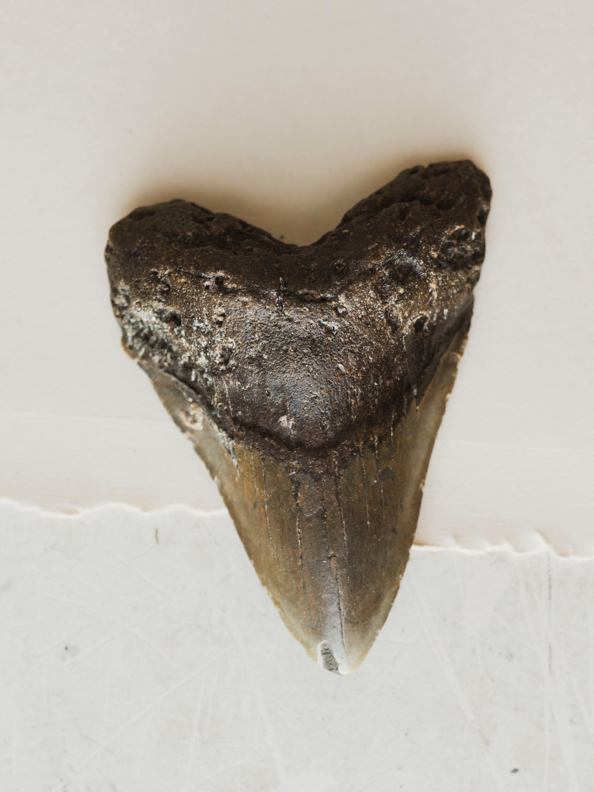 4-4.75" Grade B Fossilized Megalodon Tooth, RM2527