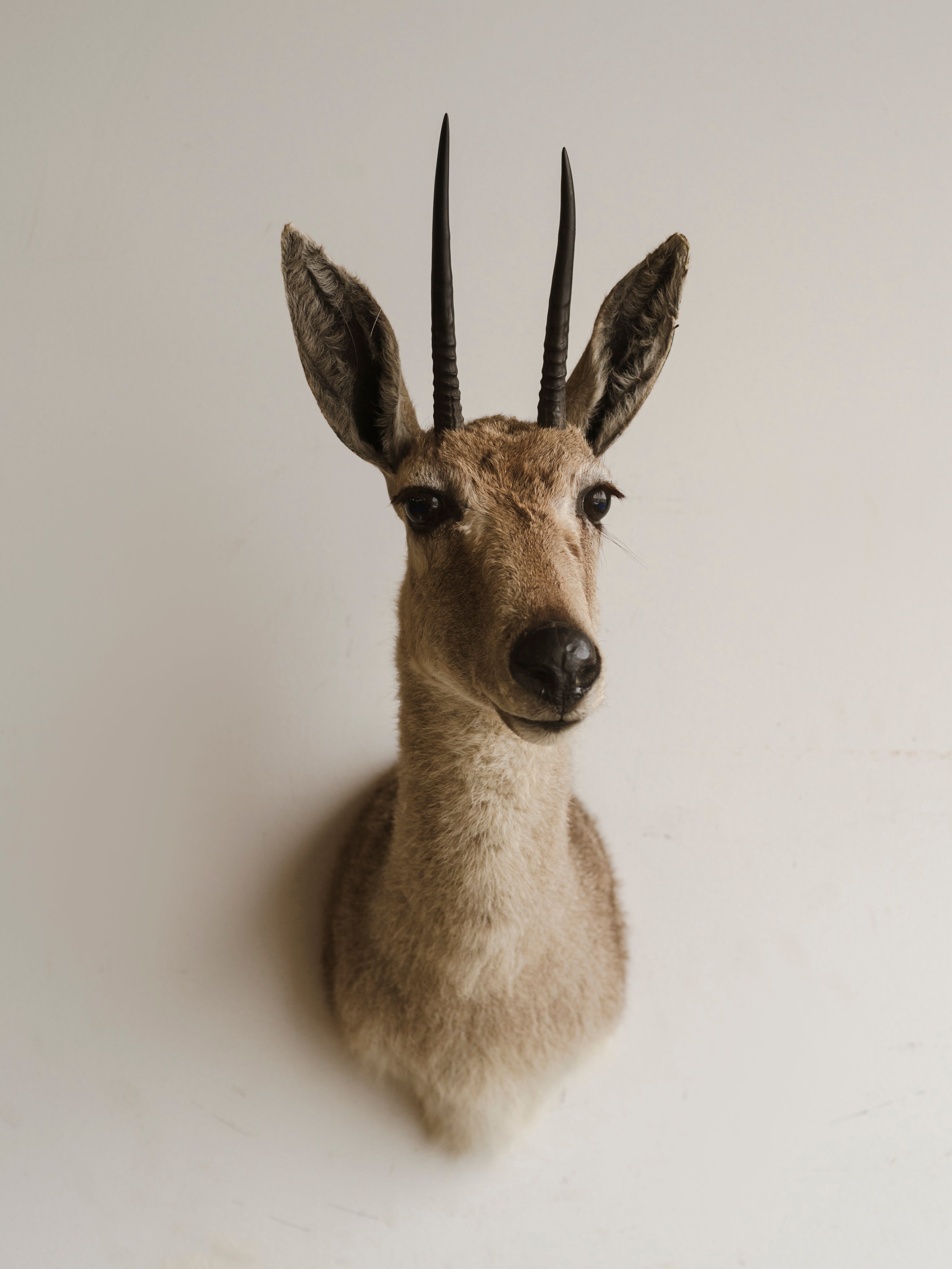 Vaal Rhebok Shoulder Mount Taxidermy (Reba), TA79