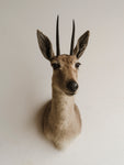 Vaal Rhebok Shoulder Mount Taxidermy (Reba), TA79