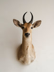 Bohor Reedbuck Taxidermy (Rowan), TA89