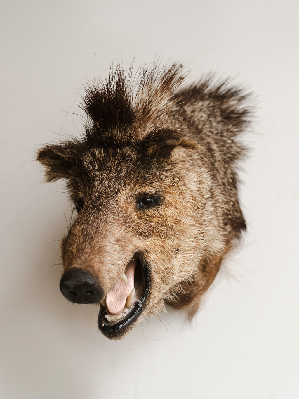 Javelina Shoulder Mount Taxidermy (Hogan), TA82