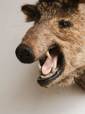 Javelina Shoulder Mount Taxidermy (Hogan), TA82