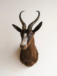 Chocolate Springbok Shoulder Mount Taxidermy (Marrón), TA75