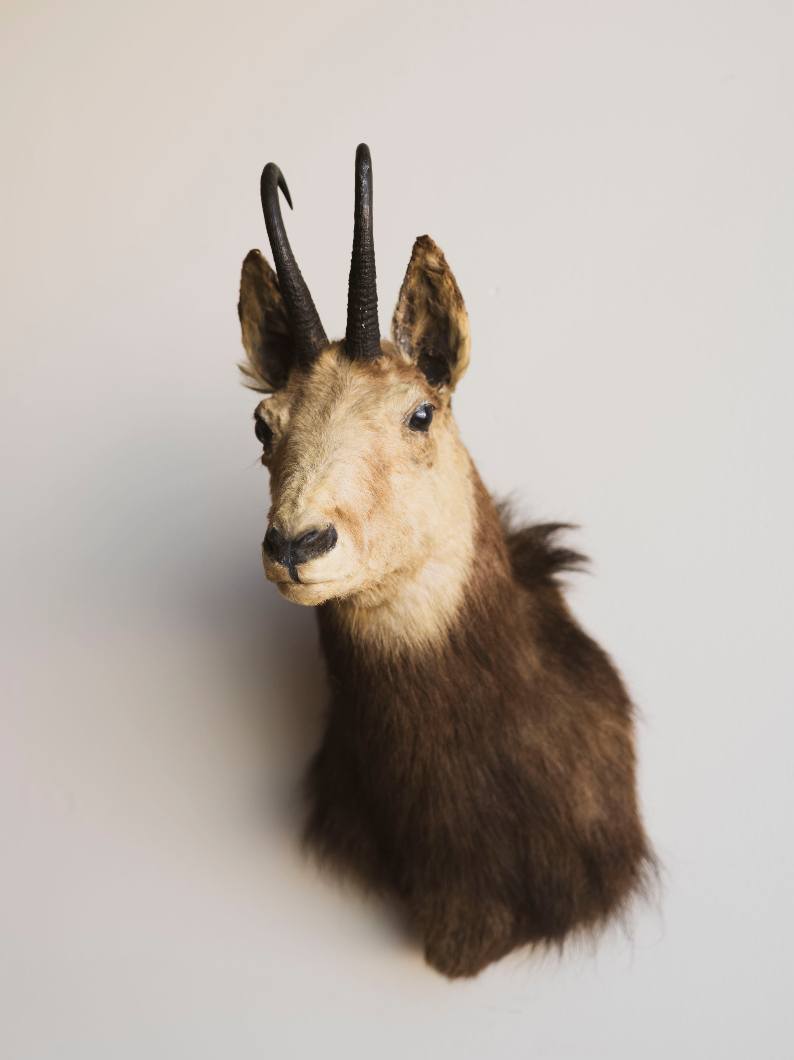 Chamois Shoulder Mount Taxidermy (Shammy), TA380