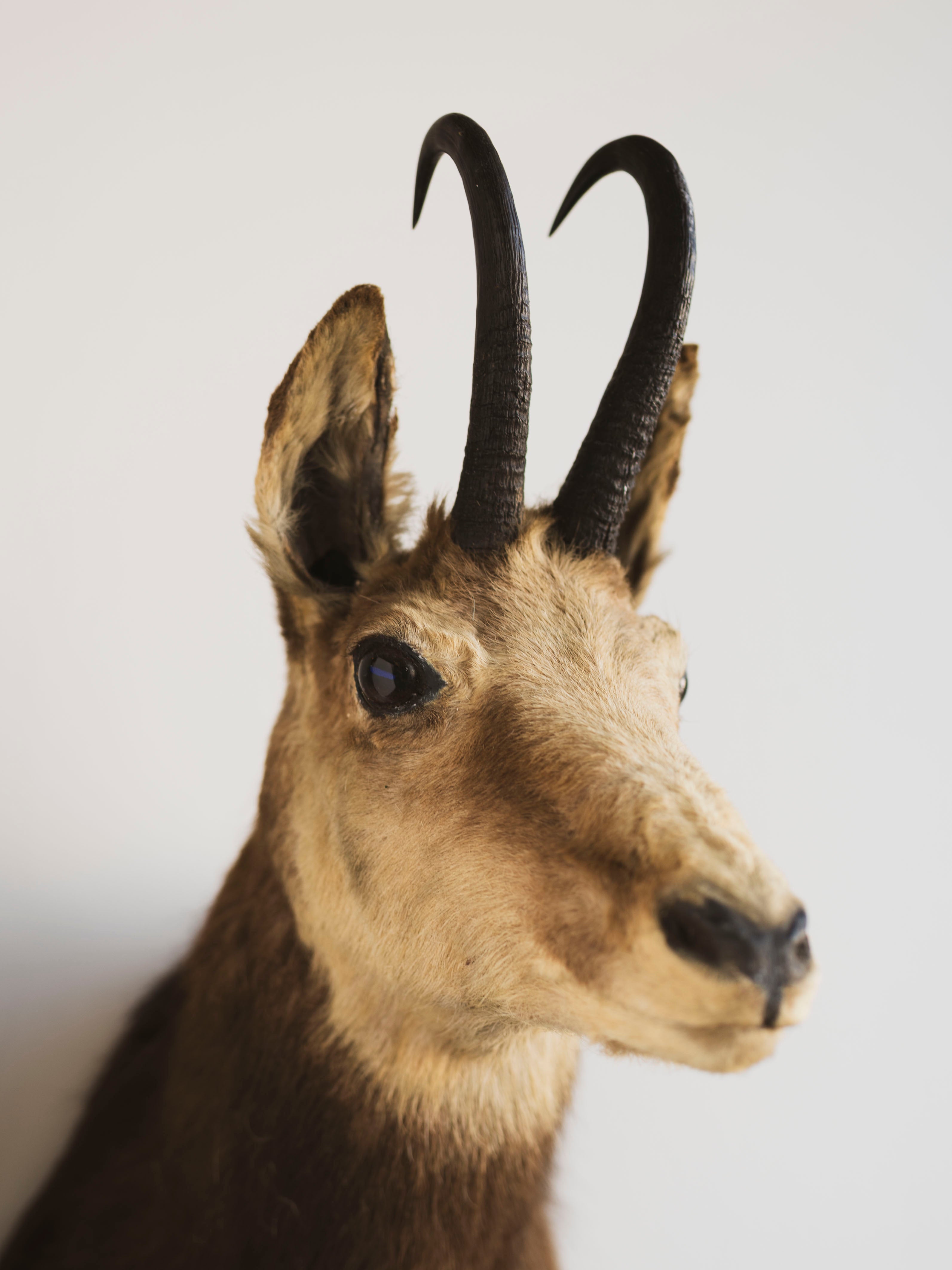 Chamois Shoulder Mount Taxidermy (Shammy), TA380