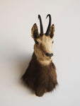 Chamois Shoulder Mount Taxidermy (Shammy), TA380