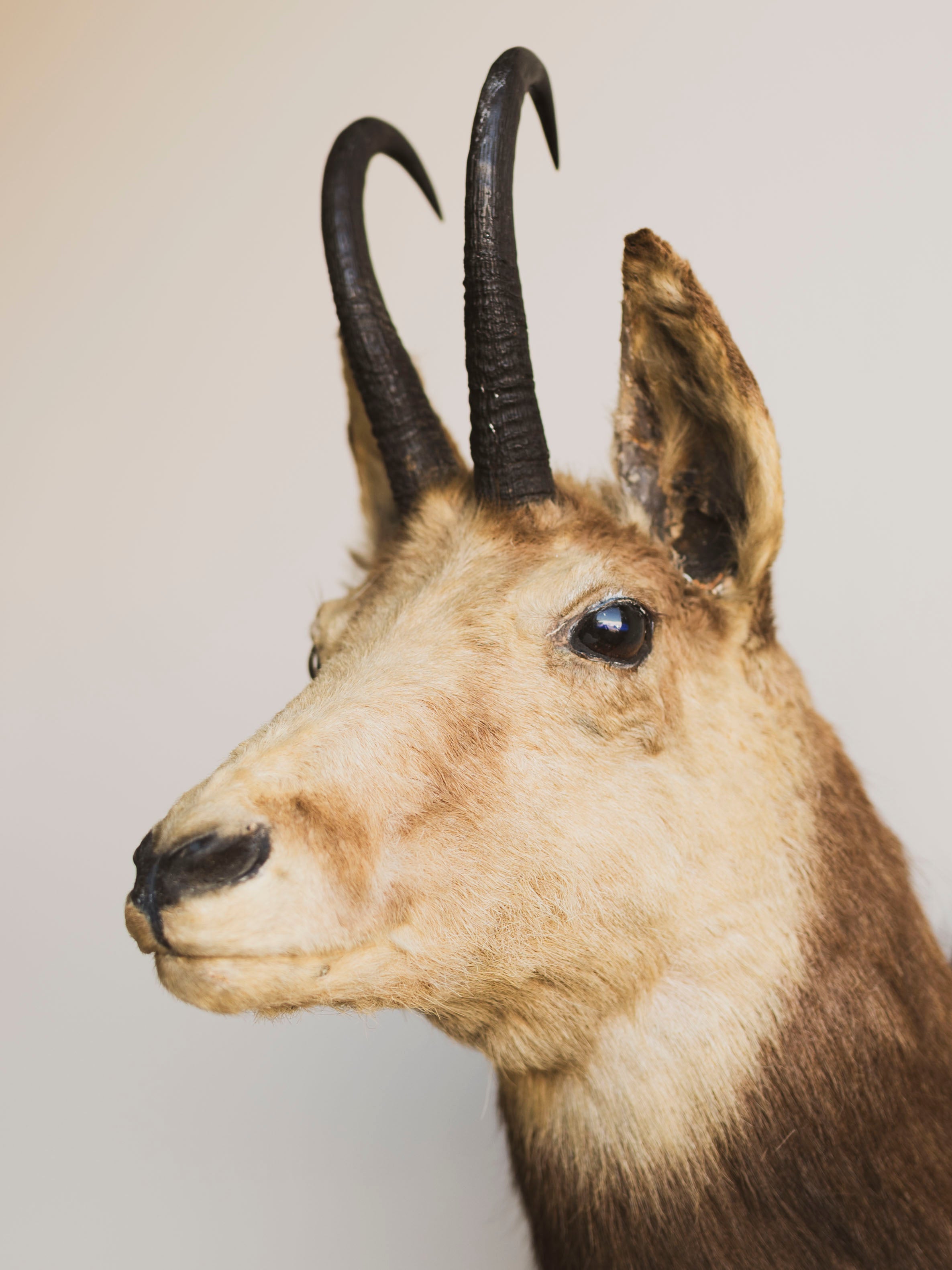 Chamois Shoulder Mount Taxidermy (Shammy), TA380