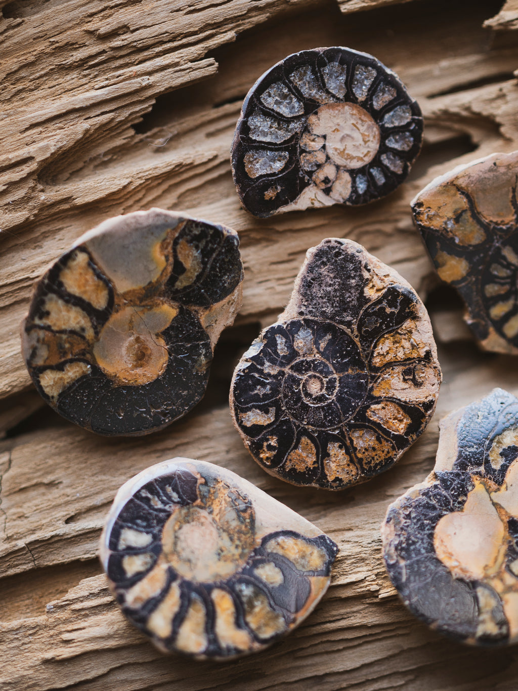 1.5-1.75" Fossilized Ammonite Half, RM66