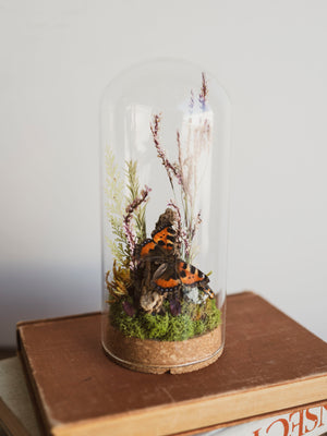 Small Tortoiseshell Butterfly In Cloche, IN22