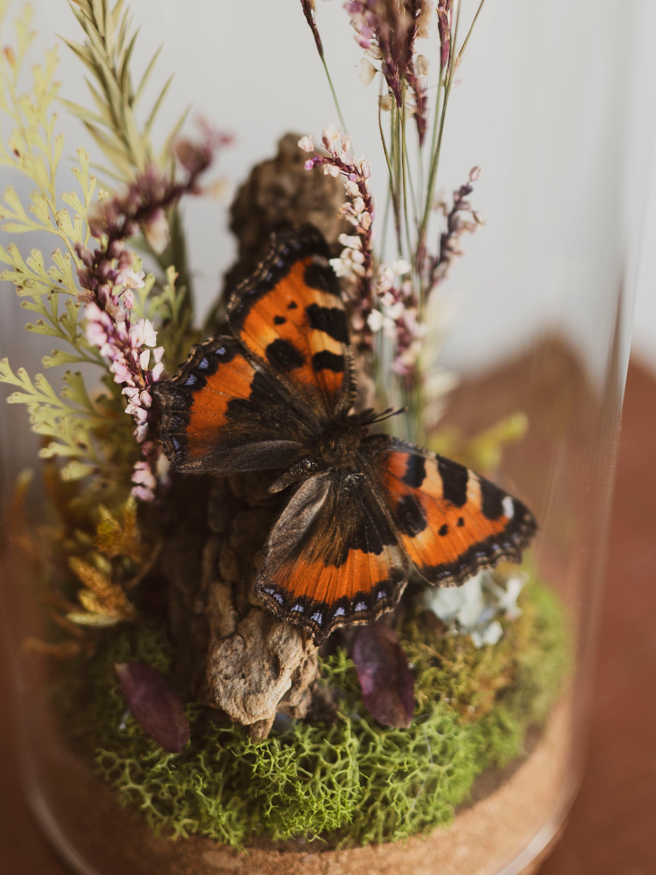 Small Tortoiseshell Butterfly In Cloche, IN22