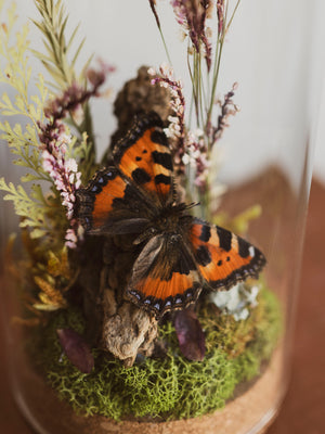 Small Tortoiseshell Butterfly In Cloche, IN22