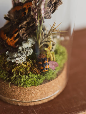 Small Tortoiseshell Butterfly In Cloche, IN22