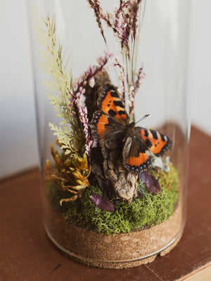 Small Tortoiseshell Butterfly In Cloche, IN22