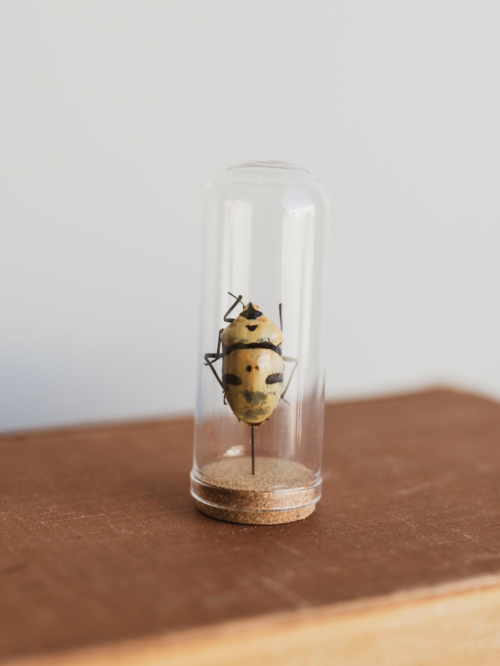 Jarred Skull Faced Shieldbug, IN29