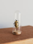 Jarred Skull Faced Shieldbug, IN29