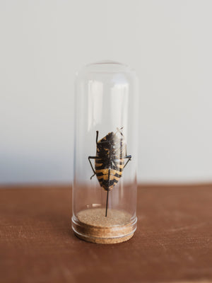 Jarred Skull Faced Shieldbug, IN29