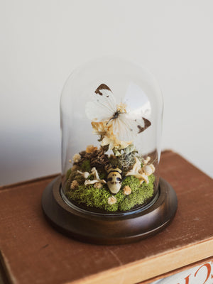 Cabbage White Butterfly and Skull-Faced Beetle In Cloche, IN78