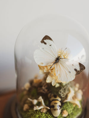 Cabbage White Butterfly and Skull-Faced Beetle In Cloche, IN78
