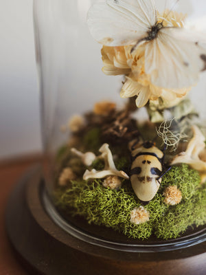 Cabbage White Butterfly and Skull-Faced Beetle In Cloche, IN78