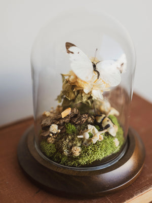 Cabbage White Butterfly and Skull-Faced Beetle In Cloche, IN78