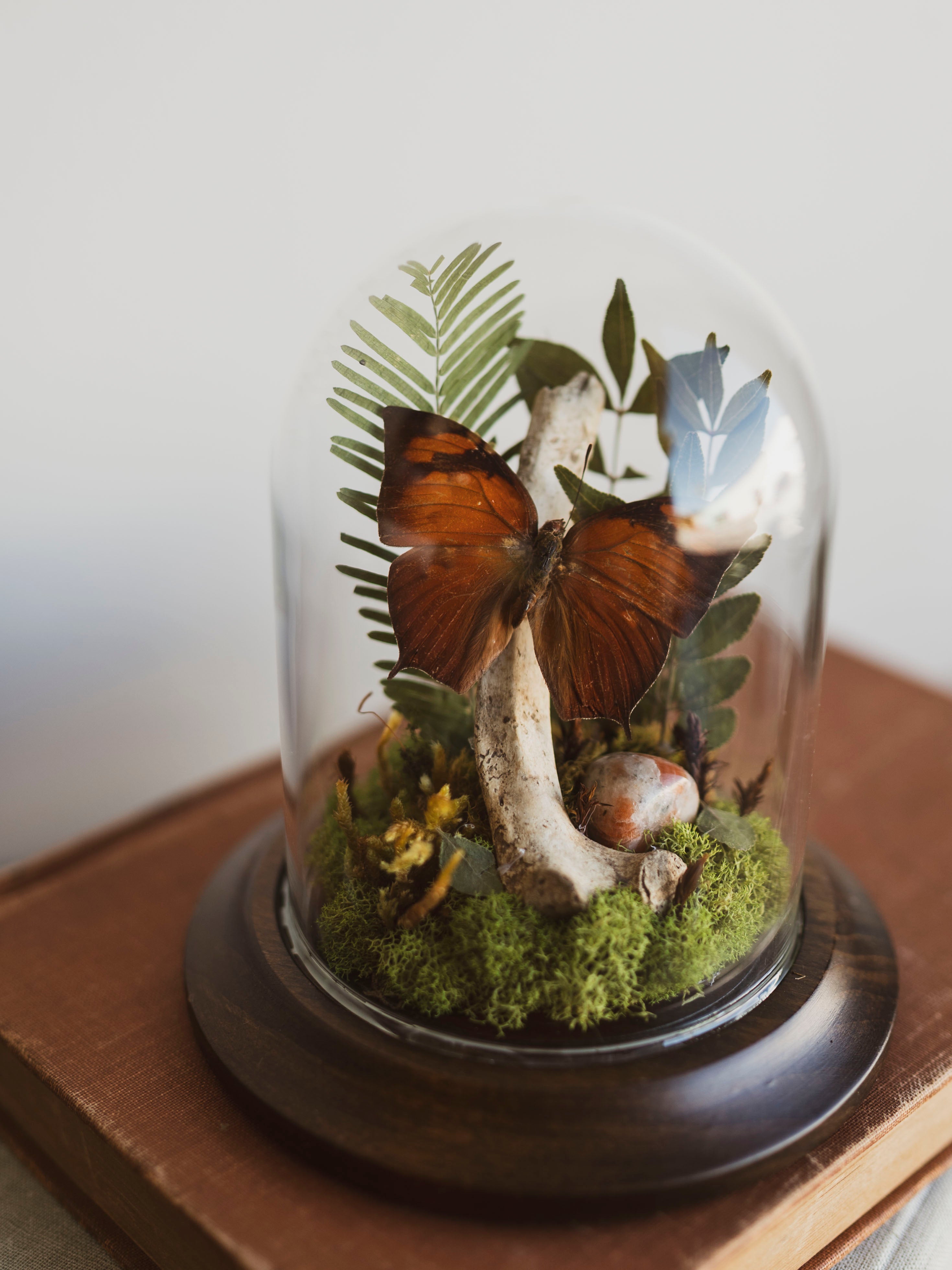 Pointed Leaf-Wing Butterfly In Cloche, IN44