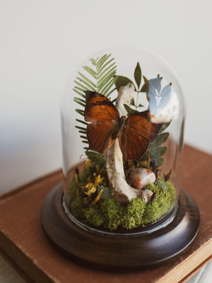 Pointed Leaf-Wing Butterfly In Cloche, IN44