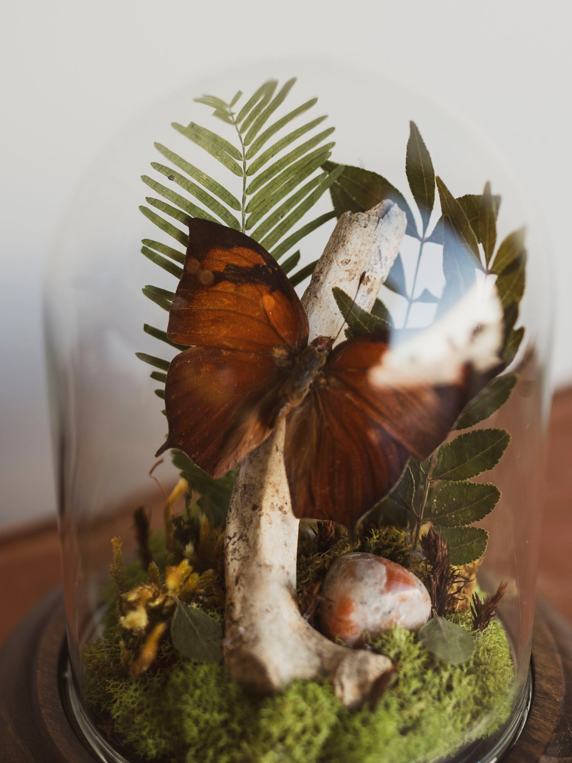 Pointed Leaf-Wing Butterfly In Cloche, IN44