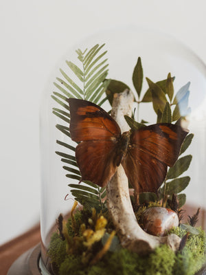 Pointed Leaf-Wing Butterfly In Cloche, IN44