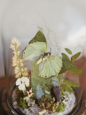 Green Charaxes Butterfly In Cloche, IN37