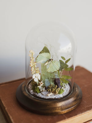 Green Charaxes Butterfly In Cloche, IN37