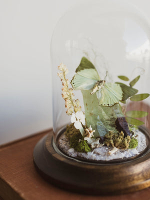 Green Charaxes Butterfly In Cloche, IN37