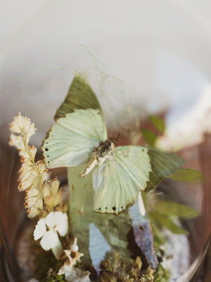 Green Charaxes Butterfly In Cloche, IN37