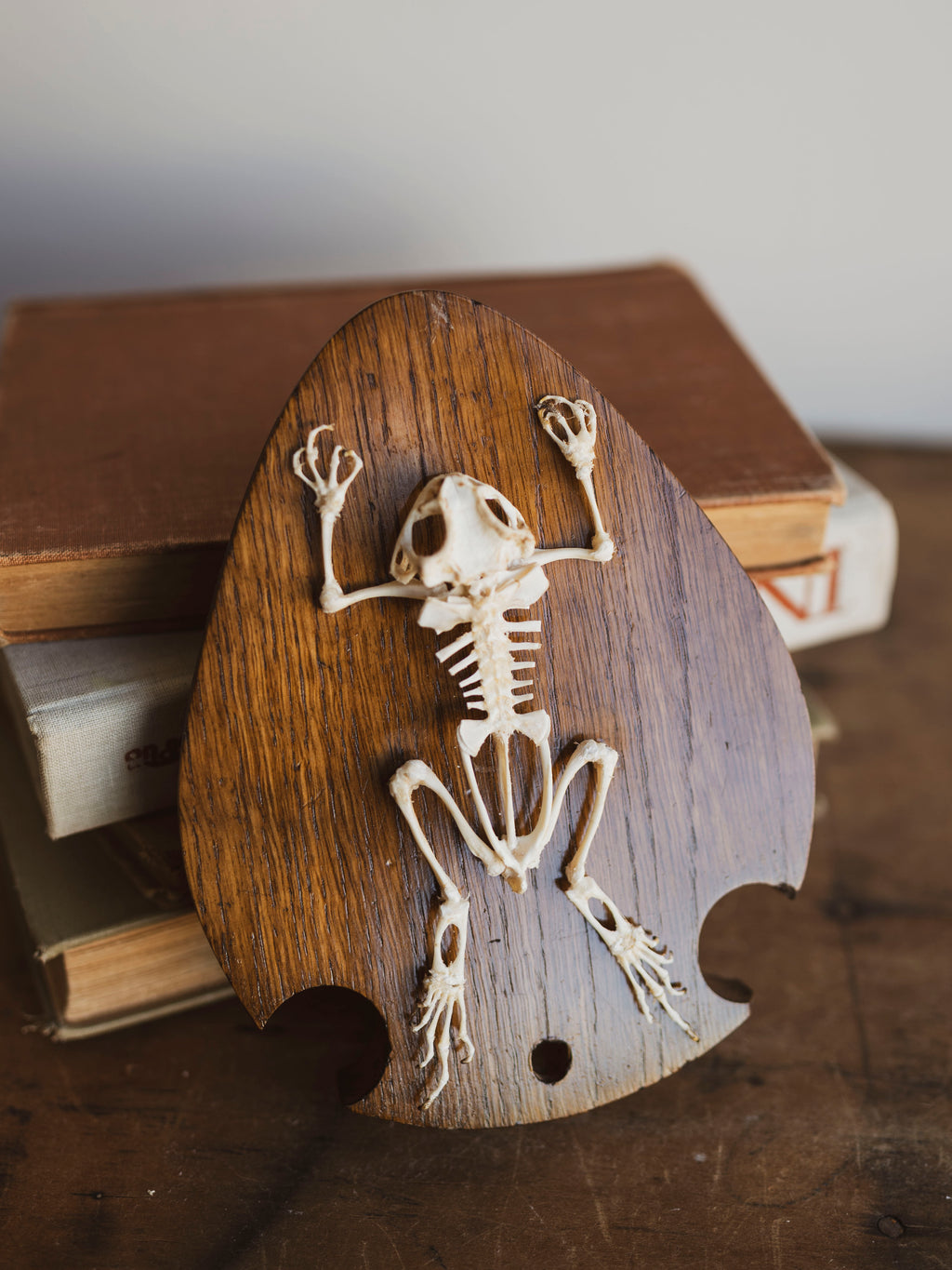 Asian Toad Skeleton on Wood Plaque, SB32