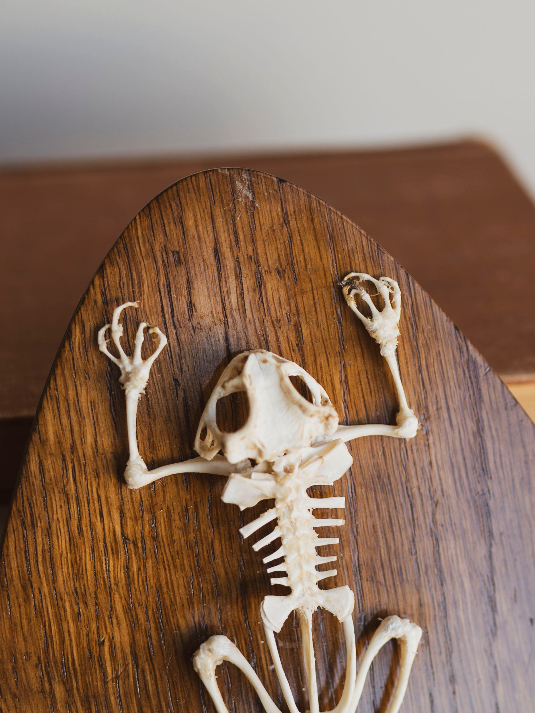Asian Toad Skeleton on Wood Plaque, SB32